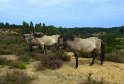 Konik Pferd Depot Brueggen brachter Wald